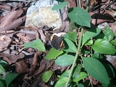 Thorybes pseudocellus