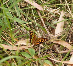 Heteronympha banksii