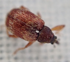 Anthonomus pedicularius