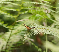 Heteronympha banksii