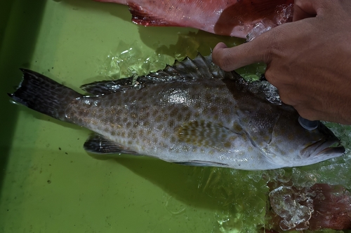 Areolate Grouper (Epinephelus areolatus)