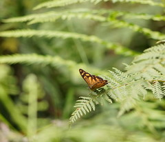 Heteronympha banksii