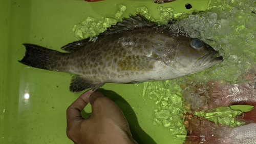 Areolate Grouper (Epinephelus areolatus)