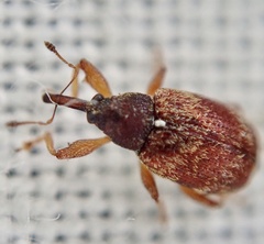 Anthonomus pedicularius