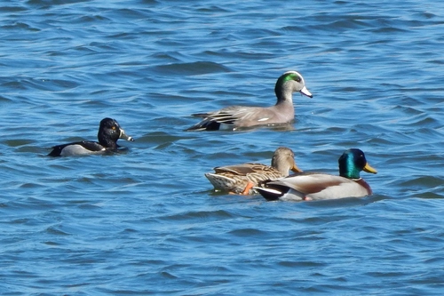 Mallard photographed in Delaware