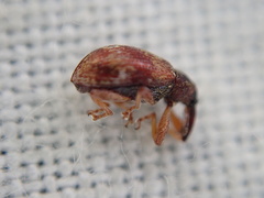 Anthonomus pedicularius