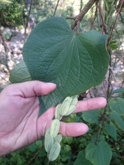 Dioscorea convolvulacea