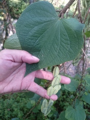 Dioscorea convolvulacea