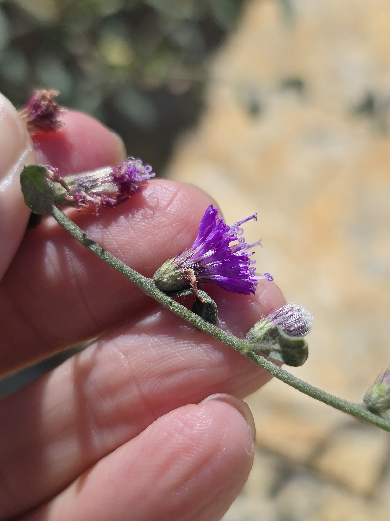 Lepidaploa chalybaea