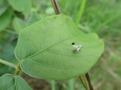 Tephritidae