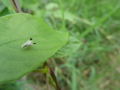 Tephritidae