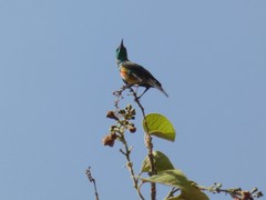 Cinnyris pulchellus pulchellus