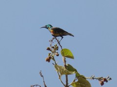 Cinnyris pulchellus pulchellus