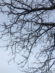 Gleditsia triacanthos