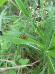 Diptera