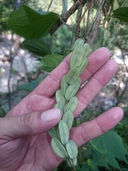 Dioscorea convolvulacea