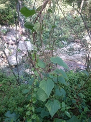 Dioscorea convolvulacea