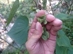 Dioscorea convolvulacea