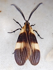 Correbidia calopteridia