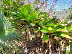Wittmackia penduliflora