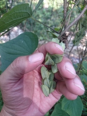 Dioscorea convolvulacea