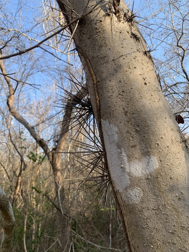 Xylosma flexuosa, photograph 2