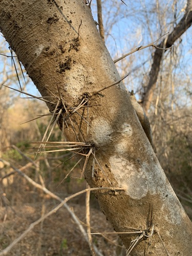 Xylosma flexuosa, photograph 4