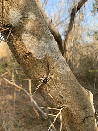 Xylosma flexuosa, photograph 5
