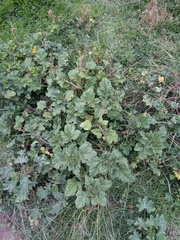 Fuertesimalva echinata