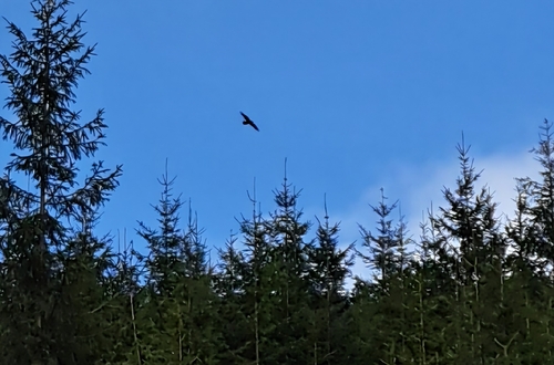 Common Raven