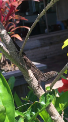 Anolis sagrei