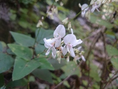 Desmodium lindheimeri