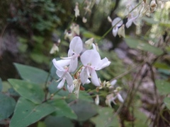 Desmodium lindheimeri
