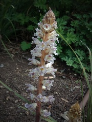 Orobanche crenata