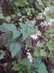 Desmodium lindheimeri
