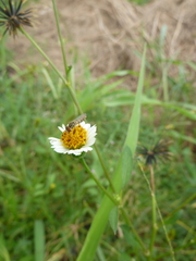Toxomerus floralis