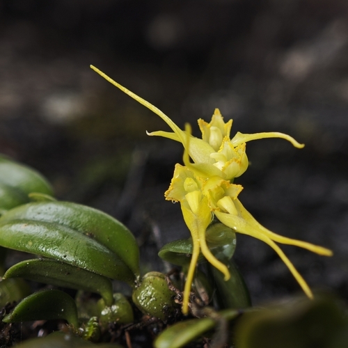 Quadrangulum Orchid