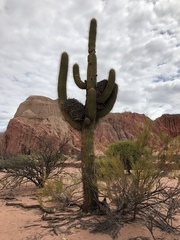 Trichocereus terscheckii