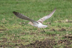 Eurasian Curlew photo 3