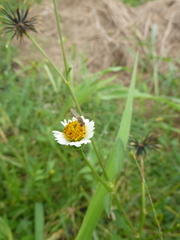Toxomerus floralis