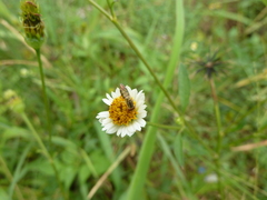 Toxomerus floralis