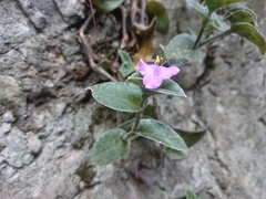Tradescantia sillamontana
