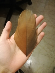 Alopochen aegyptiaca