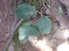 Roldana sundbergii