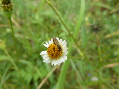 Toxomerus floralis