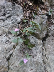 Tradescantia sillamontana