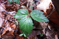 Cardamine diphylla