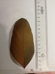 Alopochen aegyptiaca