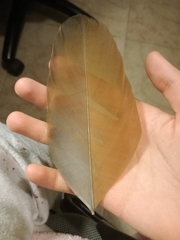 Alopochen aegyptiaca