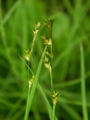 Carex laeviculmis